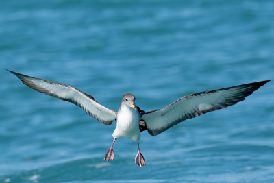 Berta maggiore mediterranea in volo sul mare